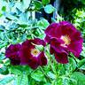 Night Owl ™ rose photo