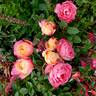 Rainbow Happy Trails™ rose photo