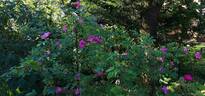 <i>Rosa acicularis</i> var. <i>nipponensis</i> rose photo