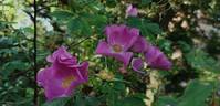<i>Rosa acicularis</i> var. <i>nipponensis</i> rose photo