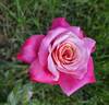 Princess Chichibu rose photo