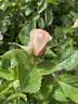 Devotion rose photo
