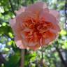 Versigny ® rose photo