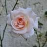 A Whiter Shade of Pale rose photo
