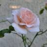 A Whiter Shade of Pale rose photo
