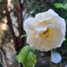 Jardin des Tuileries ® rose photo