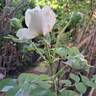 Crémet d'Anjou ® rose photo