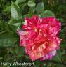 Harry Wheatcroft rose photo