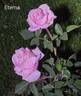 Éterna ® rose photo