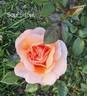 Soul Sister Sunbelt rose photo