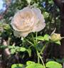 Crémet d'Anjou ® rose photo