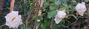 Martine Guillot ® rose photo