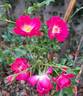 Rigo Neon rose photo