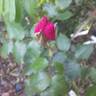 Pink Cloud rose photo