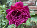 Clara Thomson rose photo