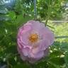 Rise Up Lilac Days™ rose photo