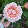 Quietness rose photo