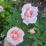 Quietness rose photo