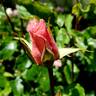 Queen Elizabeth rose photo