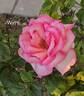 Wimi rose photo