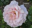 Dream rose photo