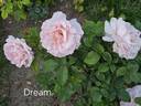 Dream rose photo