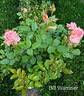 Bill Warriner ™ rose photo