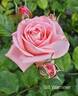 Bill Warriner ™ rose photo