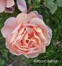 Reconciliation rose photo