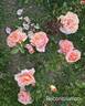 Reconciliation rose photo
