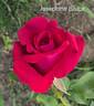 Josephine Bruce rose photo