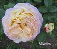 Miwaku rose photo