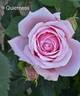 Quietness rose photo