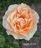 Welsh Gold ™ rose photo