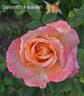 Seventh Heaven rose photo