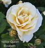 Yellow Queen Elizabeth rose photo