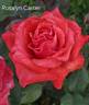 Rosalynn Carter rose photo
