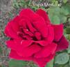 Papa Meilland ® rose photo