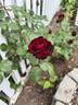 Don Juan rose photo