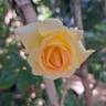 Anastasia® rose photo