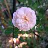 Lovely Meilland rose photo