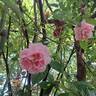 Colette rose photo