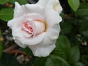 A Whiter Shade of Pale rose photo