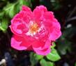 Pink Cloud rose photo
