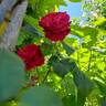 You and Me rose photo