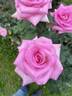 Susan's Blush rose photo