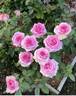 Susan's Blush rose photo
