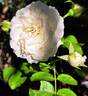 Crémet d'Anjou ® rose photo