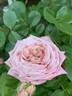 Chic rose photo