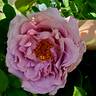 Blushing Lavender rose photo